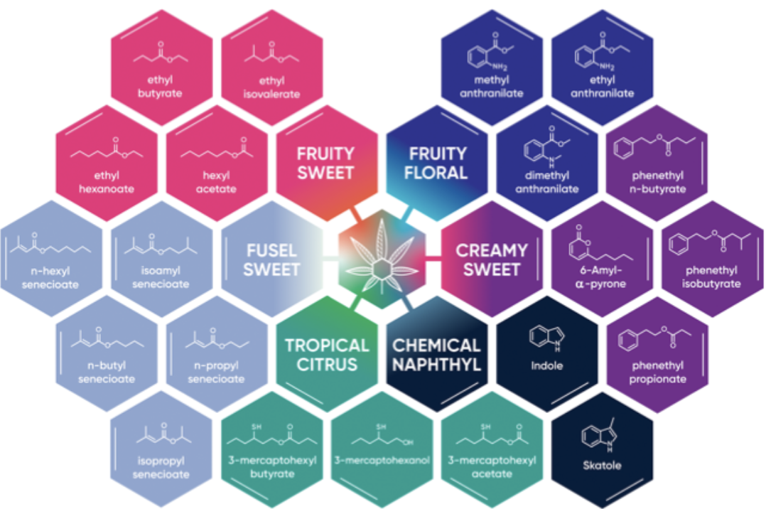 Exploring the Aromatic Diversity of Cannabis Strains: Beyond Terpenes